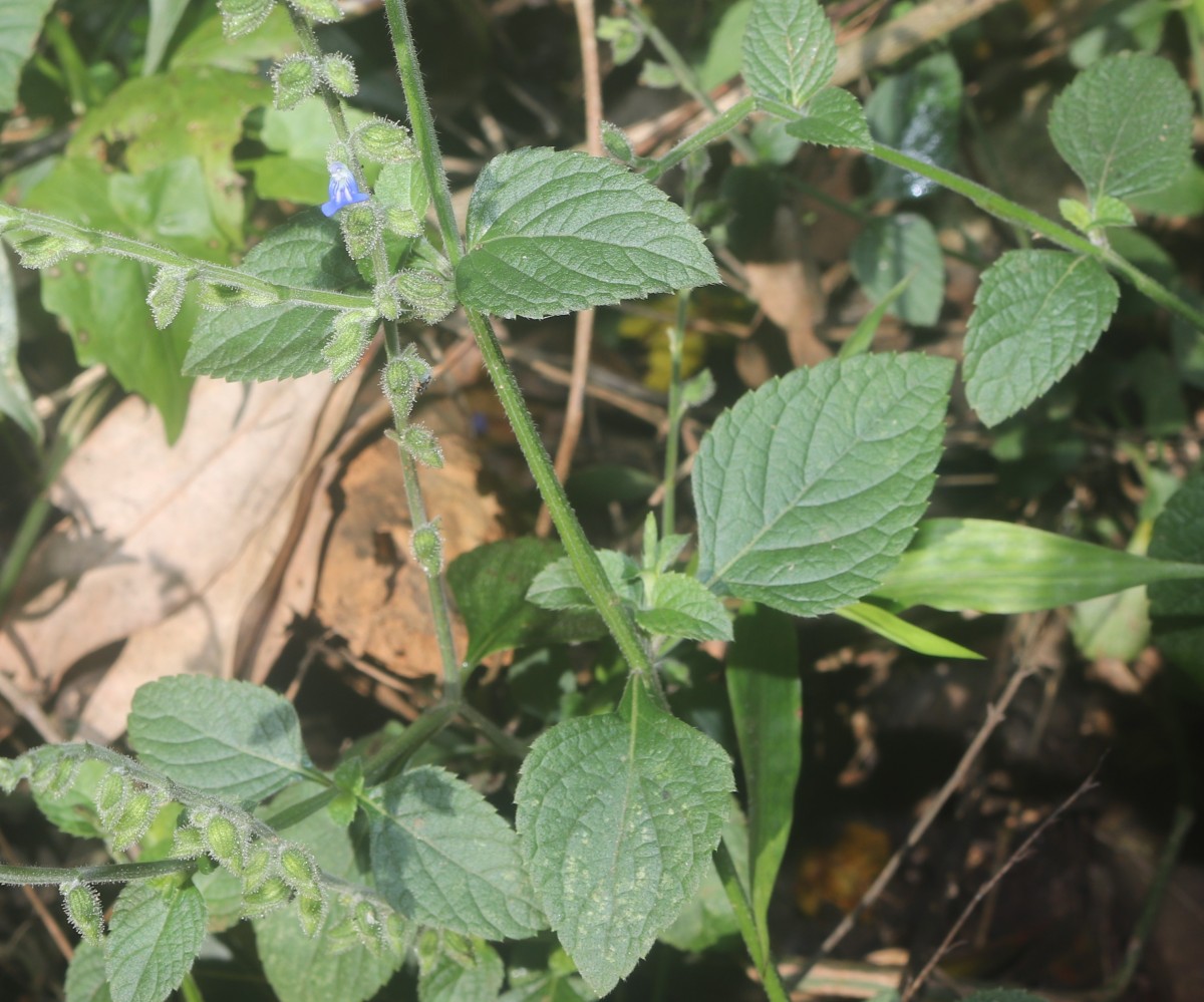 Salvia misella Kunth